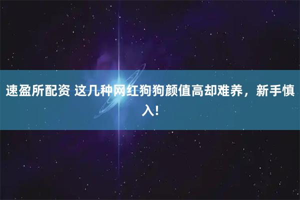 速盈所配资 这几种网红狗狗颜值高却难养，新手慎入!