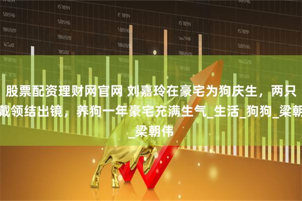 股票配资理财网官网 刘嘉玲在豪宅为狗庆生，两只狗戴领结出镜，养狗一年豪宅充满生气_生活_狗狗_梁朝伟